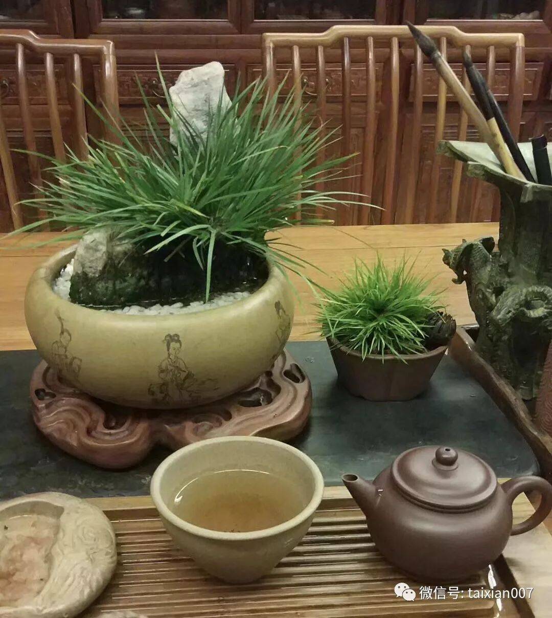 蒲间|不如窝在家里喝茶赏蒲夏日炎炎