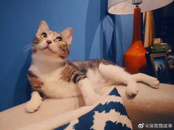 军人口述夜狸猫事件_夜狸猫事件图片大全