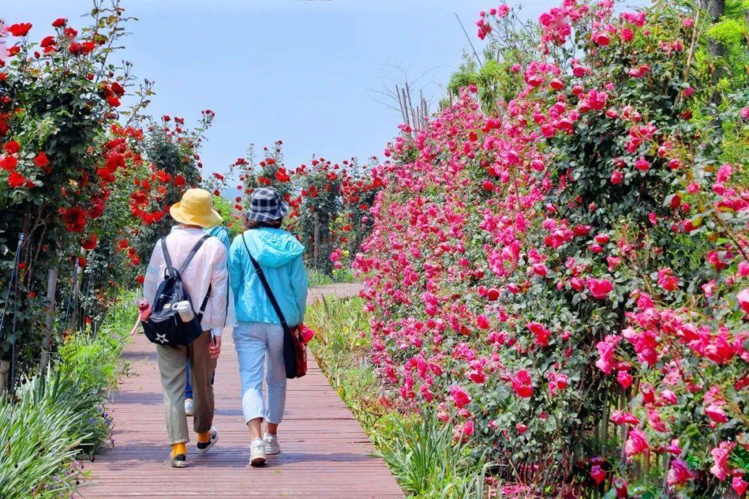 平阳这里私藏了一片夏日花海,约吗?