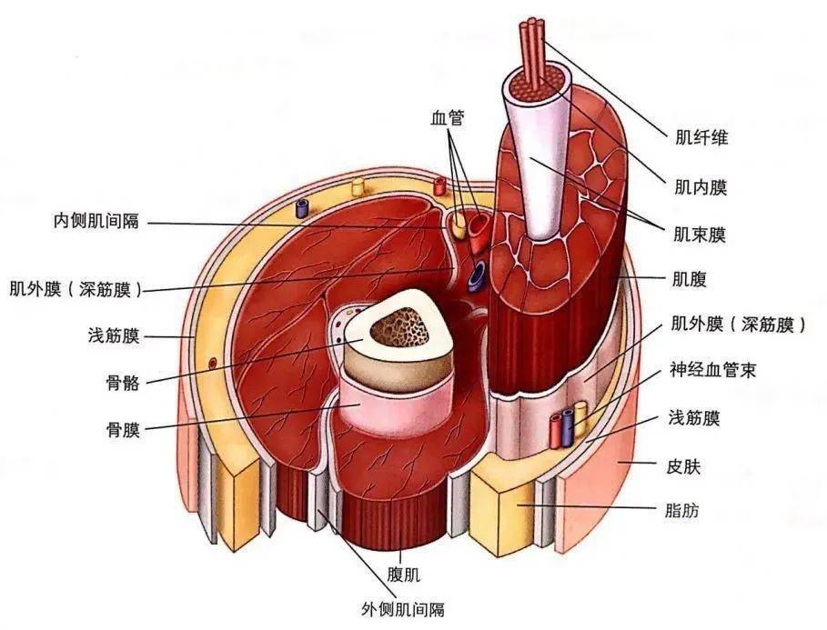 按摩|又get到一个毫不费力的瘦腿新招，为了Ta女明星竟然纷纷在节目里......