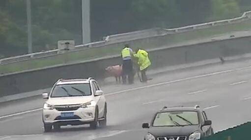 一头几百斤的猪高速跳车 民警紧急救助