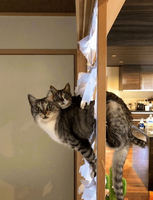 梦境迷踪,解析梦见被猫缠着不放的深层含义 梦境迷踪,解析梦见被猫缠着不放的深层含义