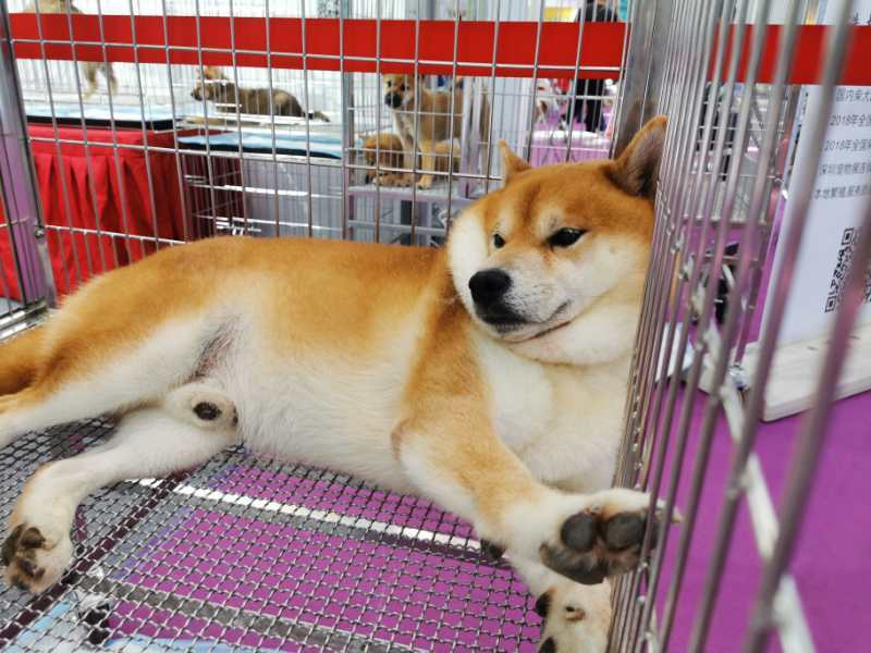 行业|来深圳感受宠萌魅力！疫情后宠物行业或迎转折，小高潮爆发可期