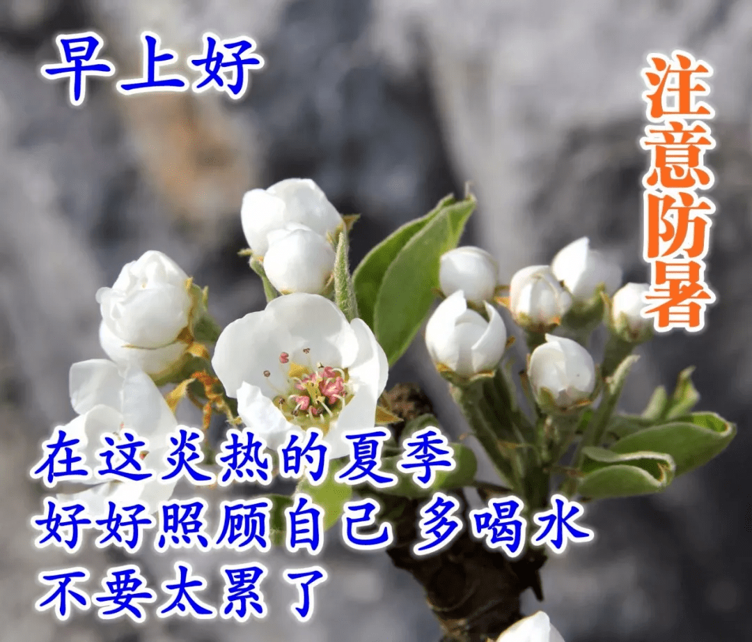 早上好的问候语唯美图片带鲜花,早上祝福语温馨句子加