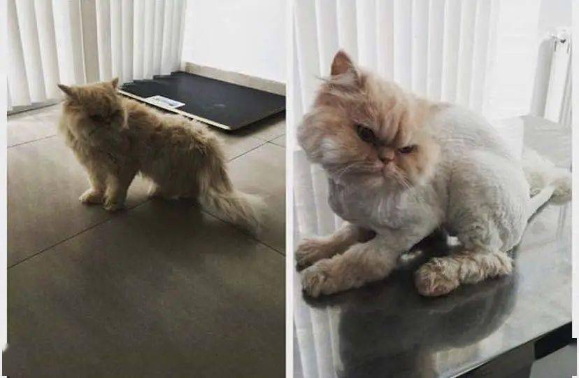你给猫剃光毛的样子,就像顶流网红丢了滤镜一样!_猫咪