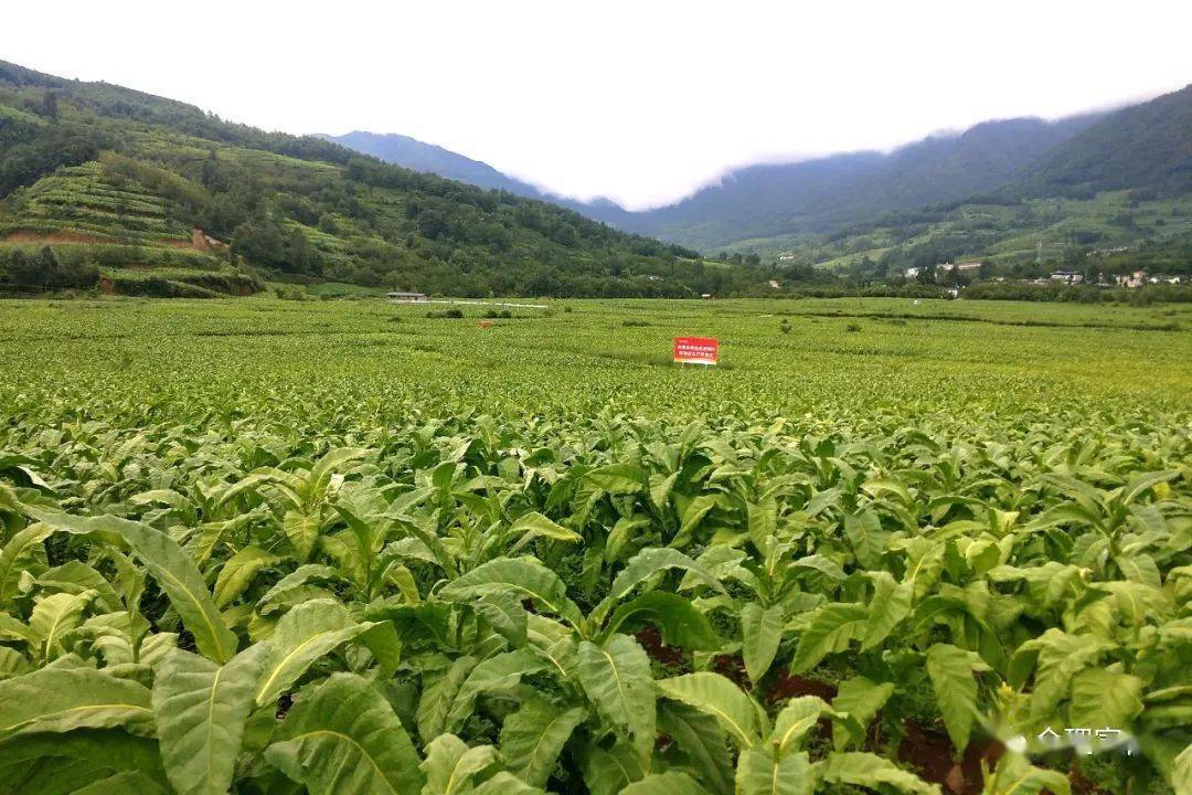 会理烤烟田管忙 烟叶长势旺