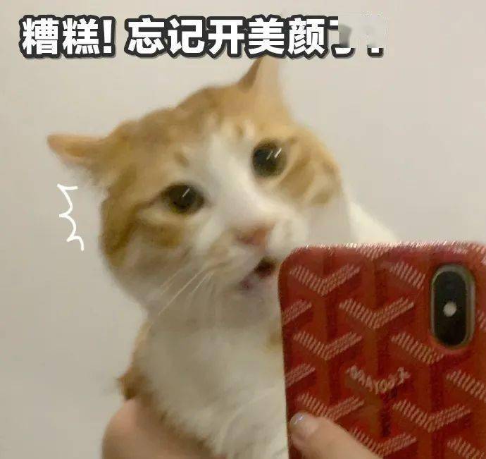 猫猫表情包第21期丨 "我等的猫它在多远的未来"