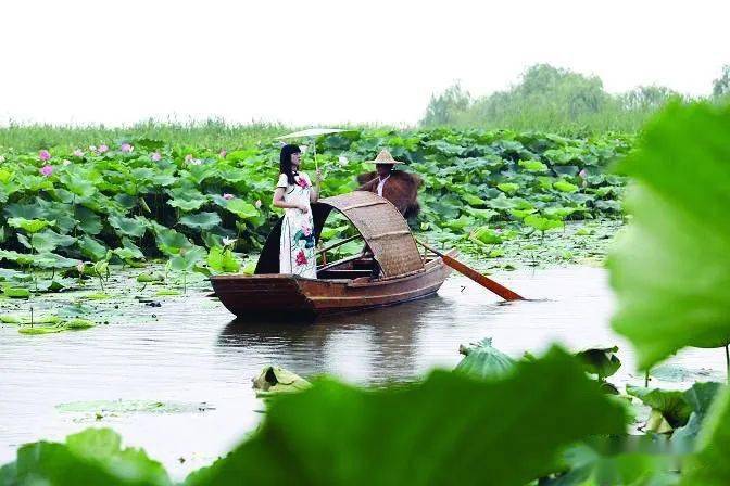 聆听夏天《央视新闻》网络直播宝应荷园