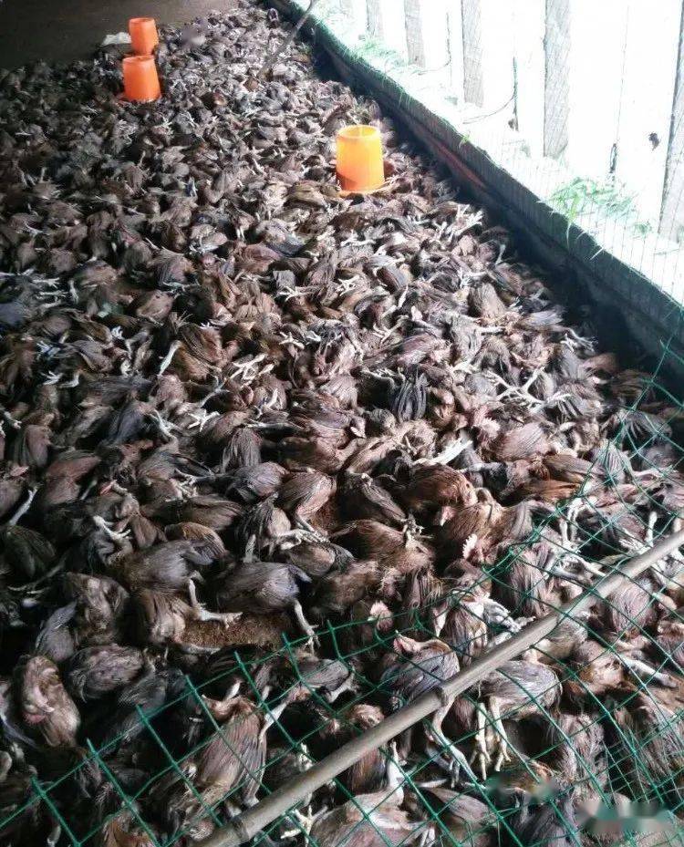 汛情致损失超千亿,多家鸡场遭洪水过境的"灭顶之灾"