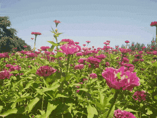 绝美花海,烧烤美食,水枪大战,还有鲜花免费送!