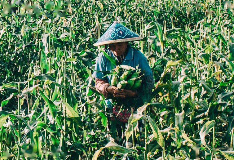 解药|解药很甜思念很玄