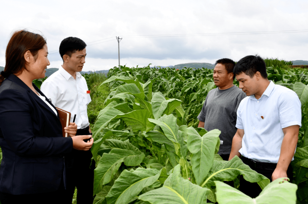 宣威市农村信用合作联社格宜信用社为种植户播撒种植及时雨