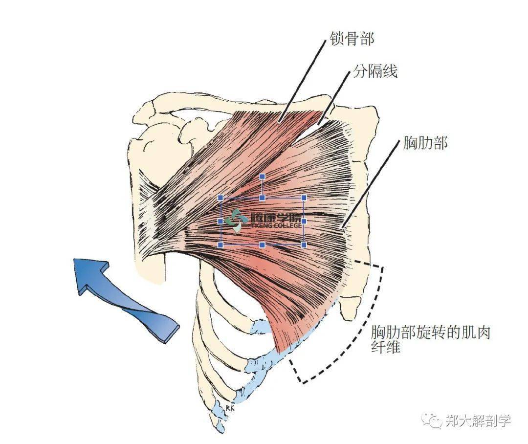 肩部肌肉_肩胛骨