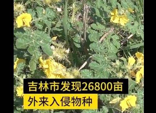 破坏力强！吉林现26800亩外来入侵物种黄花刺茄 植株果实有毒蔓延速度极快
