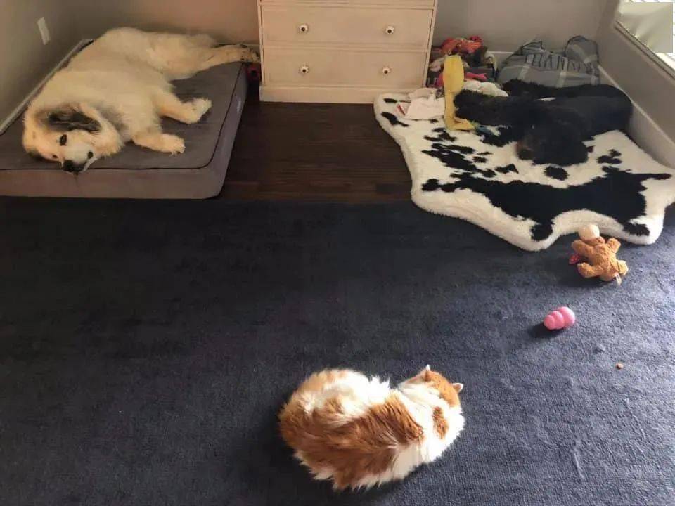 和两只大狗狗