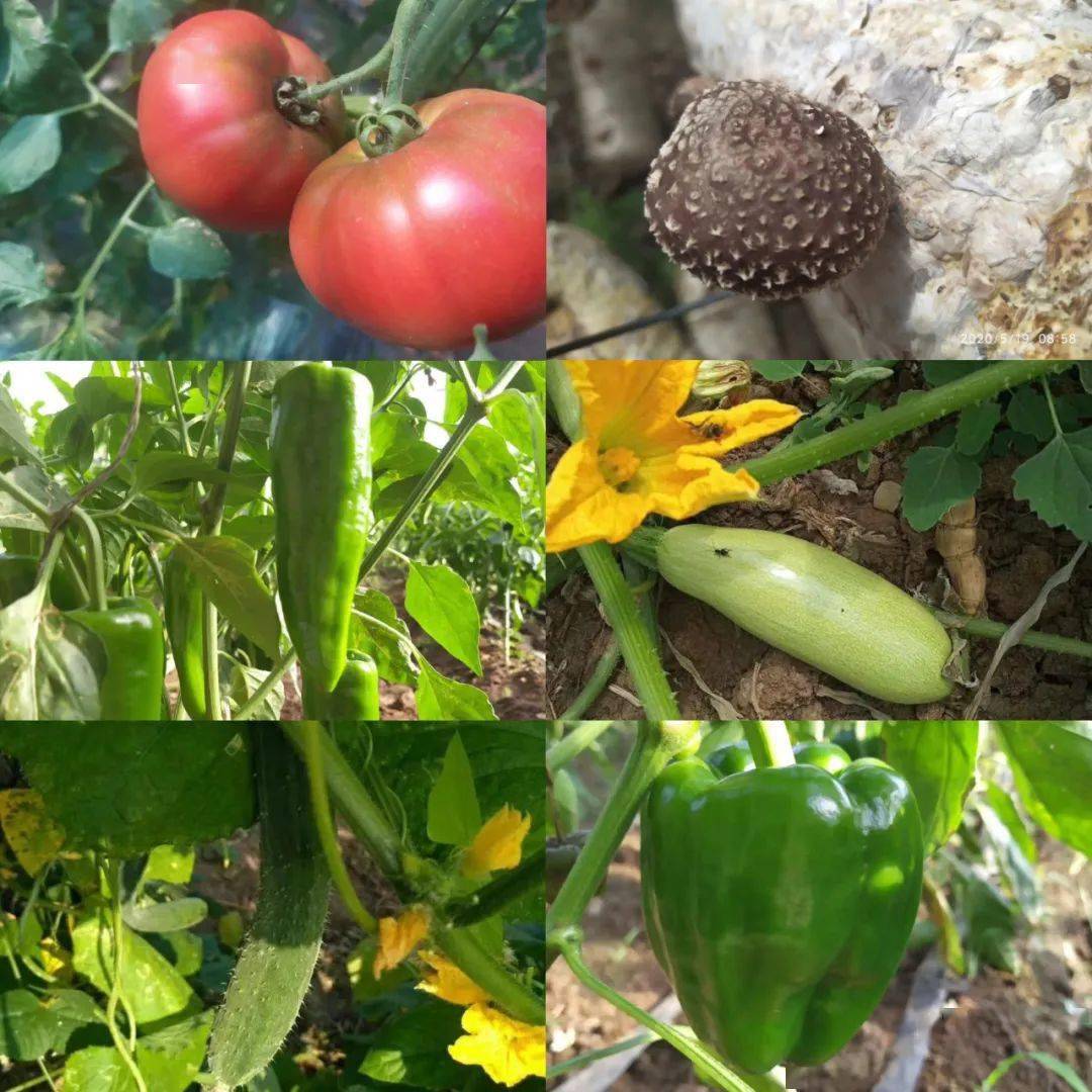 西红柿,黄瓜,辣椒,洋葱,胡萝卜等应季蔬菜,虫虫鸡蛋.