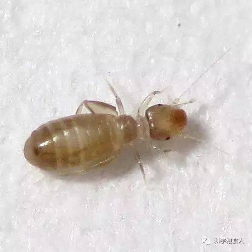 虱什么什么痒的成语_成语口中蚤虱图片(3)