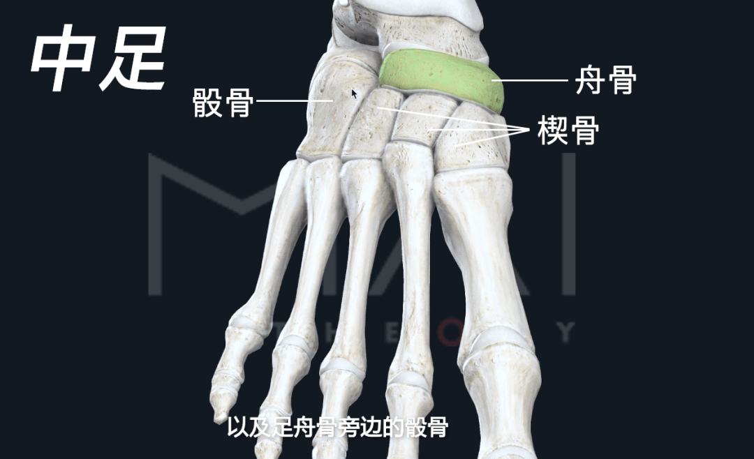 硬核科普:必须要认识的足部骨骼及足关节运动