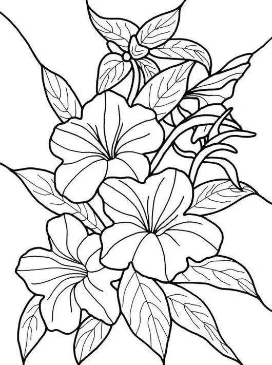 【黑白线稿】植物花卉线稿
