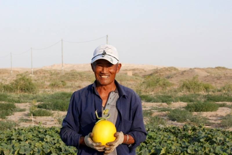 京喜|免费吃瓜！京喜包销千吨甘肃民勤蜜瓜，未来还有十大产区大瓜上线