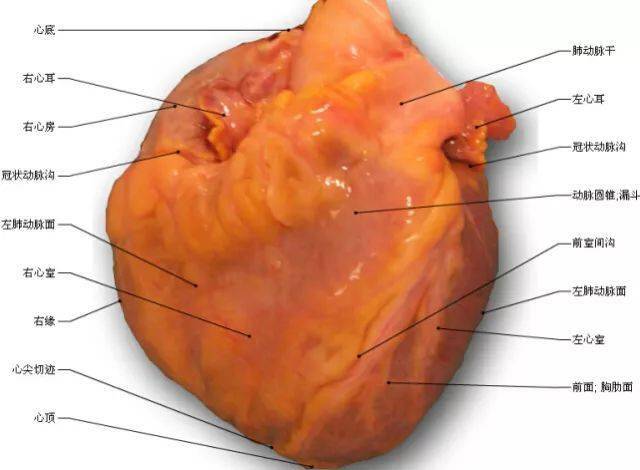 影像解剖这组心脏解剖图太赞了珍藏