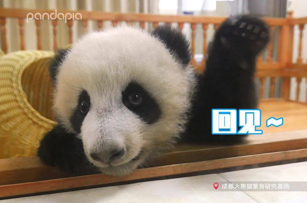 熊猫的特别之处 362402378d45423ebb66d723b9bac28b.jpeg