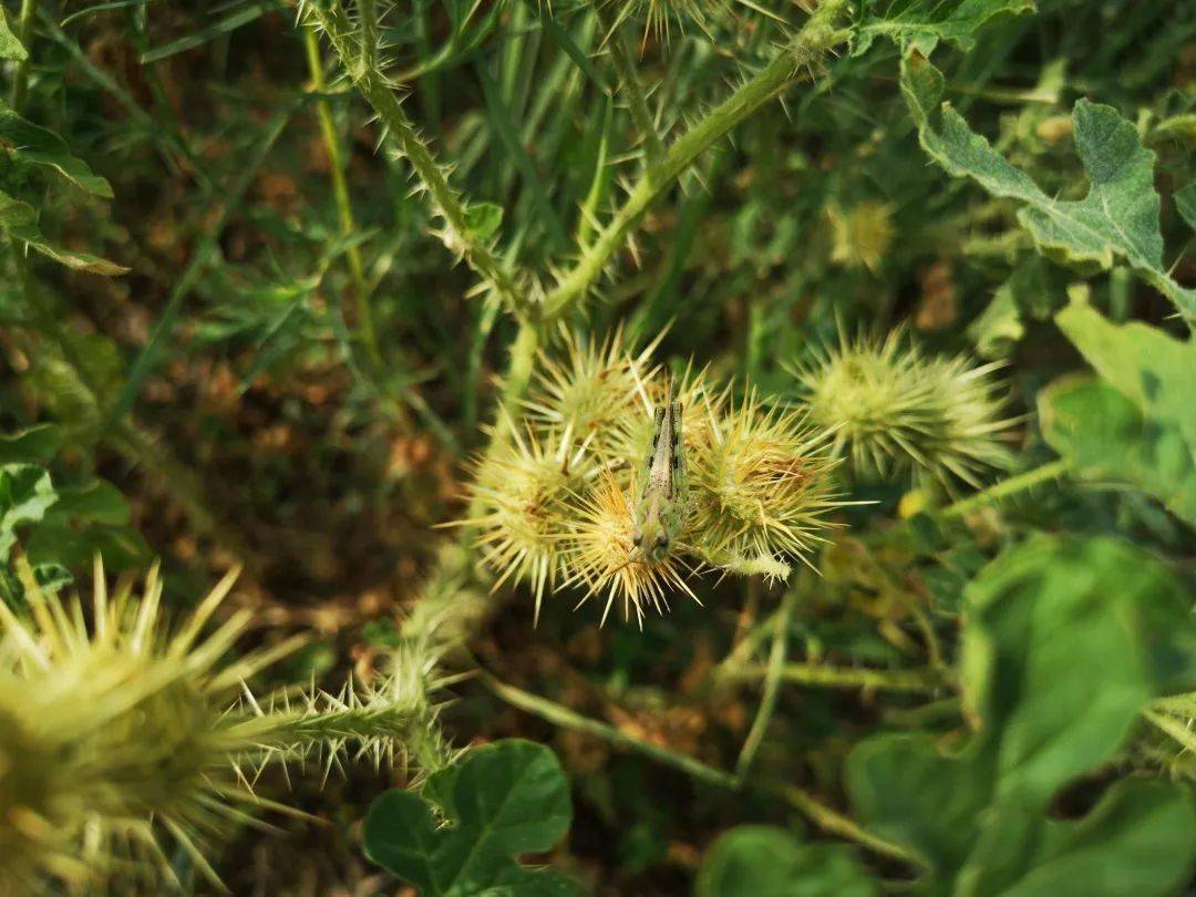 外侵物种黄花刺茄成片出现在吉林 草原上开满小黄花
