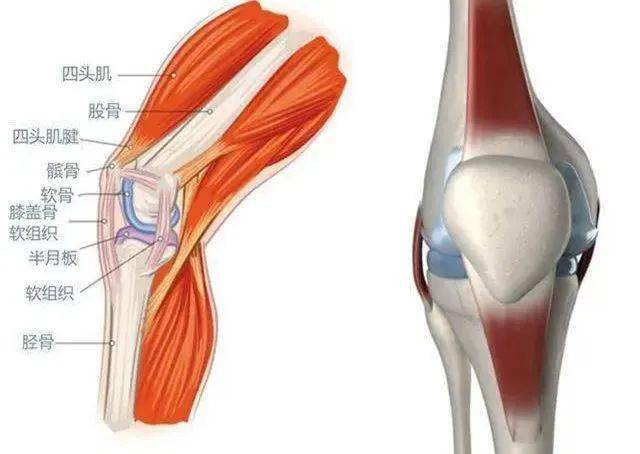 膝关节由上方的大腿骨(股骨)和下方的小腿骨(胫骨和腓骨)组成,同时
