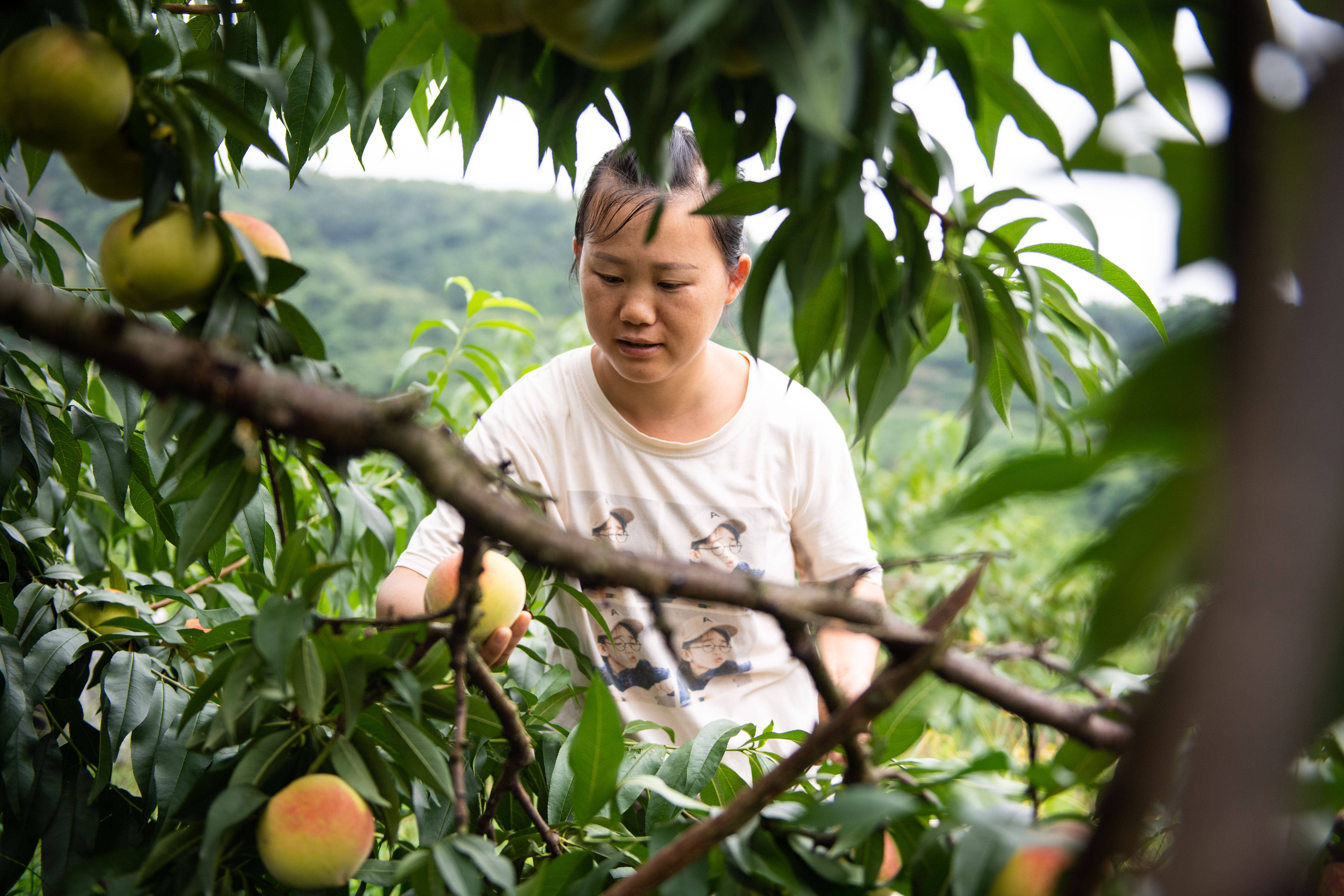 湖南麻阳:盛夏时节摘桃忙