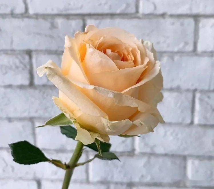 怎么养多头玫瑰 f24c51e4279c40a1a3da056e2ccb71e3.jpeg