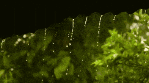 f9f557eebd424481a9b31a8fd2b06a51.gif