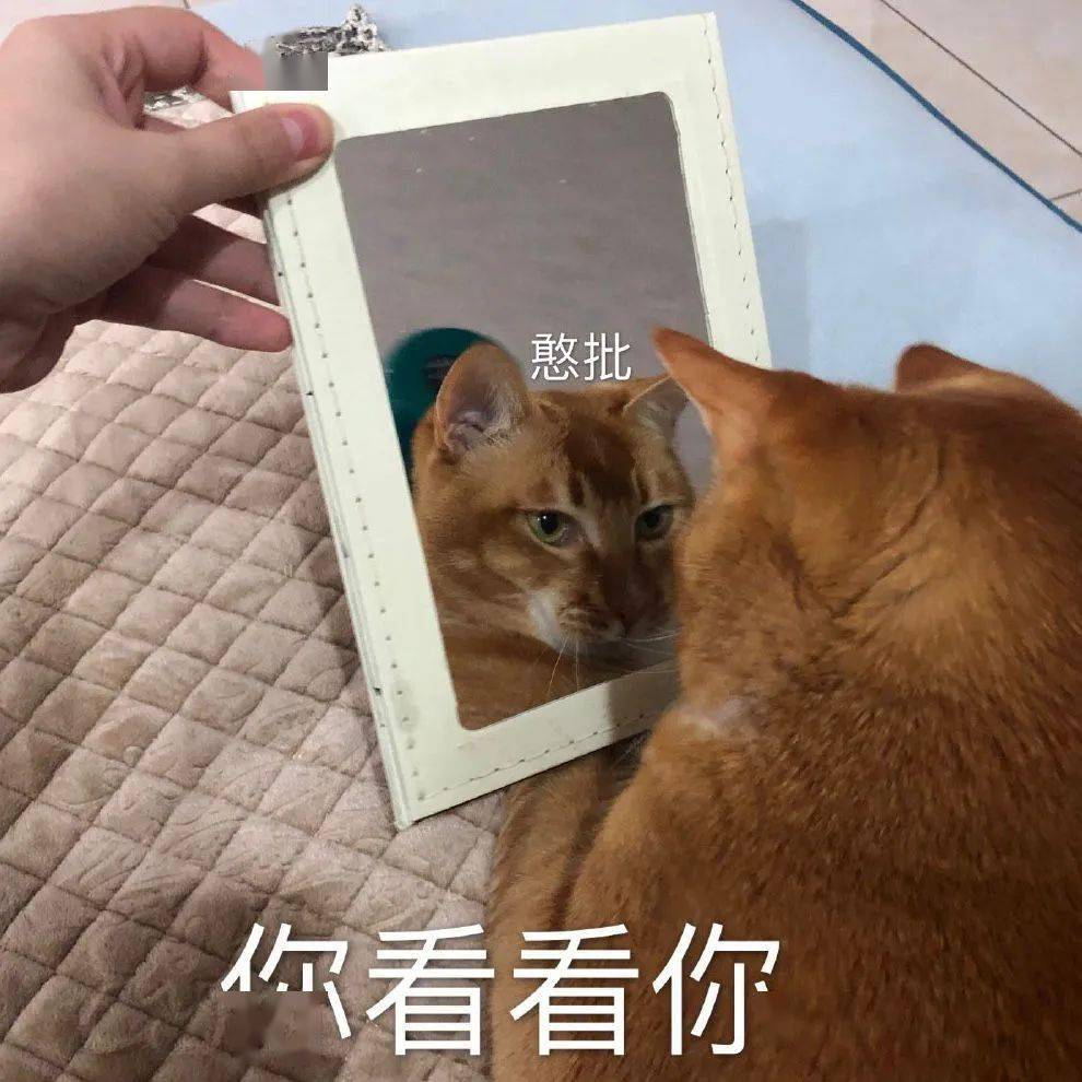 网红猫咪 | 沙雕猫咪敦敦表情包(四)