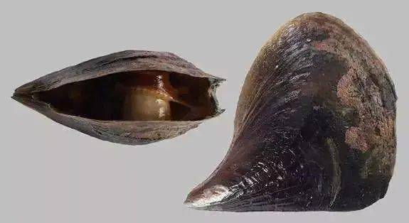 珍珠|这些世间罕见的珍珠，你拿着钱都买不到！