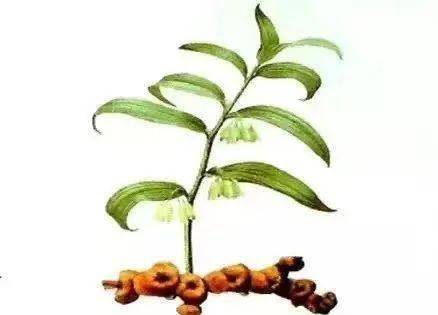 功效:适用于脾胃虚弱. 2,冰糖黄精饮 九制黄精15克,冰糖25克.