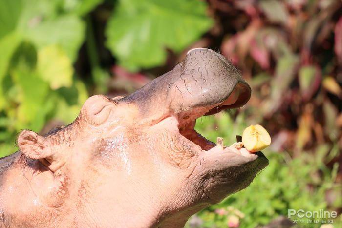 慢动作|2.6w还买不到？EOS R5玩8K视频，高端PC直接崩