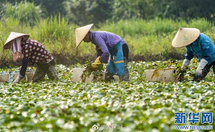 菱角镇菱角村有多少人口_菱角是多少度