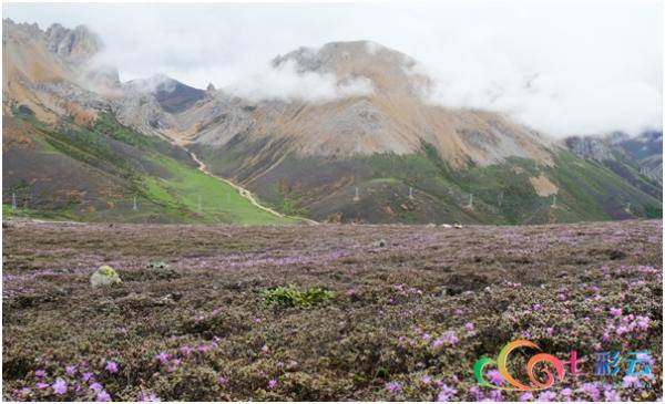 (横断山植被)青藏高原及周边的横断山和喜马拉雅山区被称为世界屋脊和