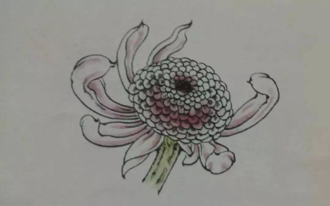 这是我见过最好的工笔菊花画法(附线描画谱和示范视频