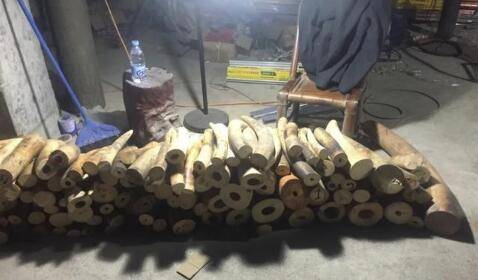 王某文|涉案3.4亿元 福建特大走私象牙案9人被判刑