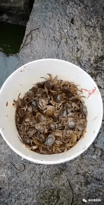 螃蟹|真是够拼的！有人收获颇丰...暴雨天气！海丰这些人为了抓更多