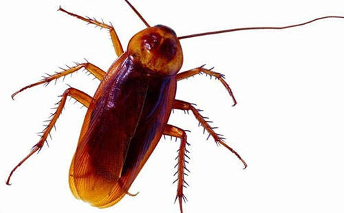 崩溃|姑娘起夜突遇蟑螂瞬间崩溃！不敢睡轮番找爸妈男友倾诉，最后拦住了外卖大叔…