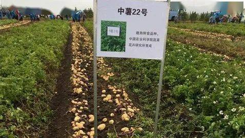 【薯讯】国家马铃薯良种科研攻关成效显著_新品种