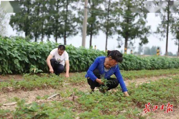 从"低保户"到"万元户,邓南街这户困难家庭种草莓摘掉"贫困帽"