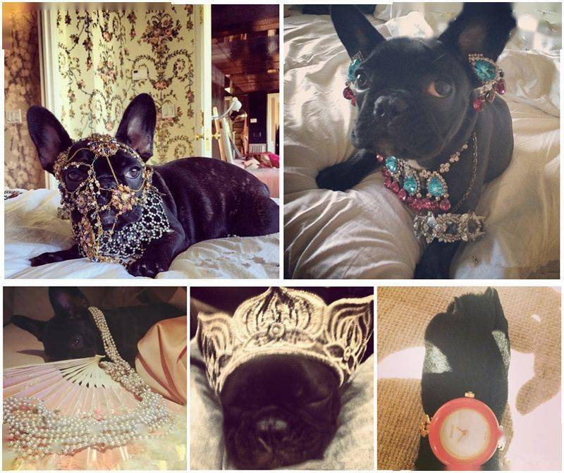 珠宝|这些猫狗身上的珠宝!你居然一件也买不起!!!