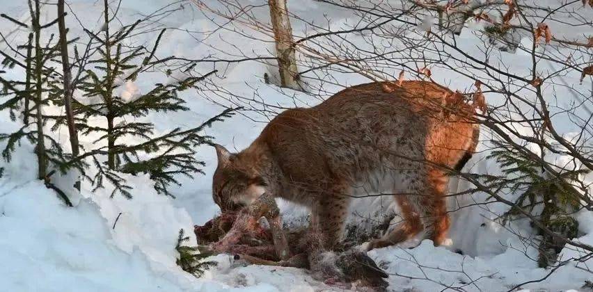 猫科动物中的小猛兽猞猁