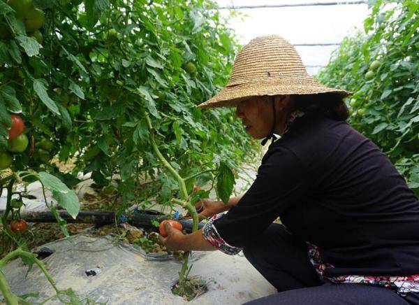 村民|贵阳市息烽县石硐镇：2.5万亩保供基地高标准蔬菜大量上市