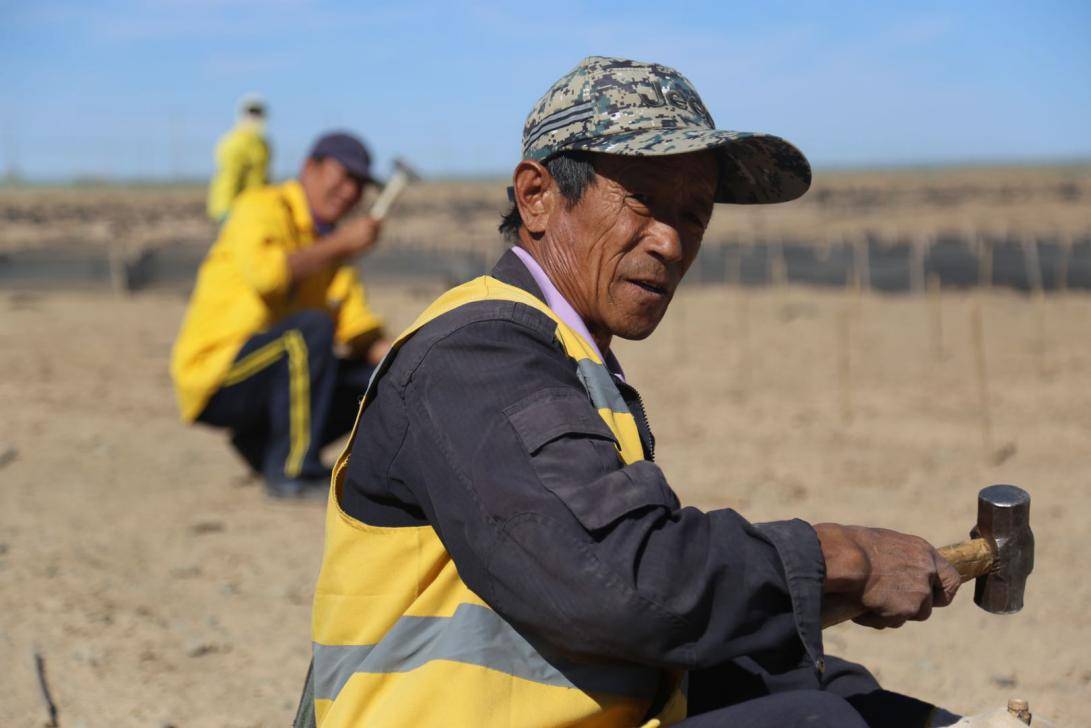 网格|发现最美铁路#临策铁路治沙人：戈壁滩上的“守护者”