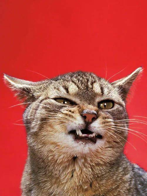 年拍|铲屎官必看!被誉为拍猫教父的他,70年拍猫历史全在这