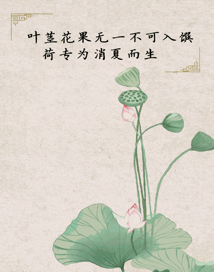 荷花|荷花，并不知道自己就是夏天