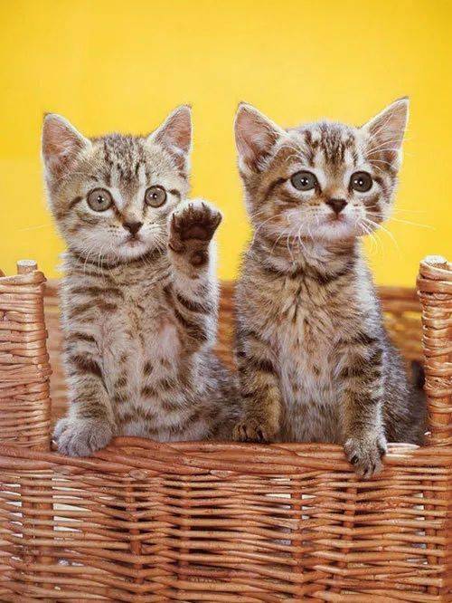 年拍|铲屎官必看!被誉为拍猫教父的他,70年拍猫历史全在这